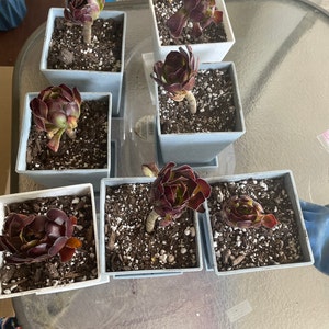 Elnora added a photo of their purchase