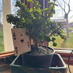 anne さんが購入した商品の写真を追加しました