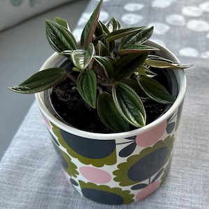 Sue added a photo of their purchase