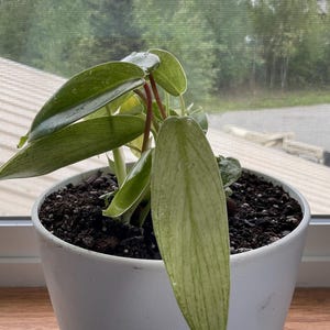 Sevanna added a photo of their purchase