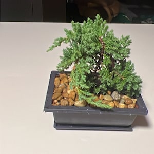 Jeffrey added a photo of their purchase