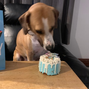 dog ate cake