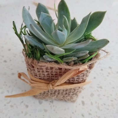Rustic Burlap Wrap Living Succulent Party Favors With Custom - Etsy