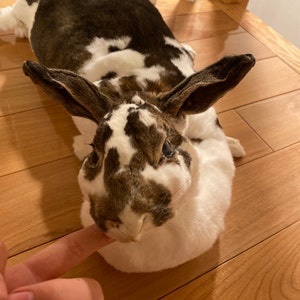 Amethyst ha añadido una foto de su compra