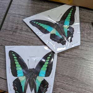 Desarae hat ein Foto des gekauften Artikels hinzugefügt