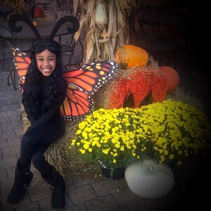 swallowtail