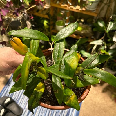 Dischidia String Millions Hearts 4 - Etsy