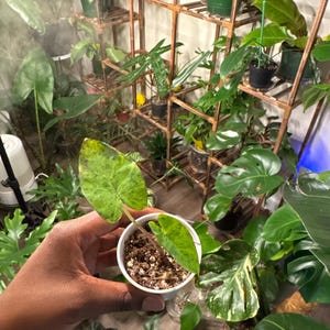 Latisha added a photo of their purchase