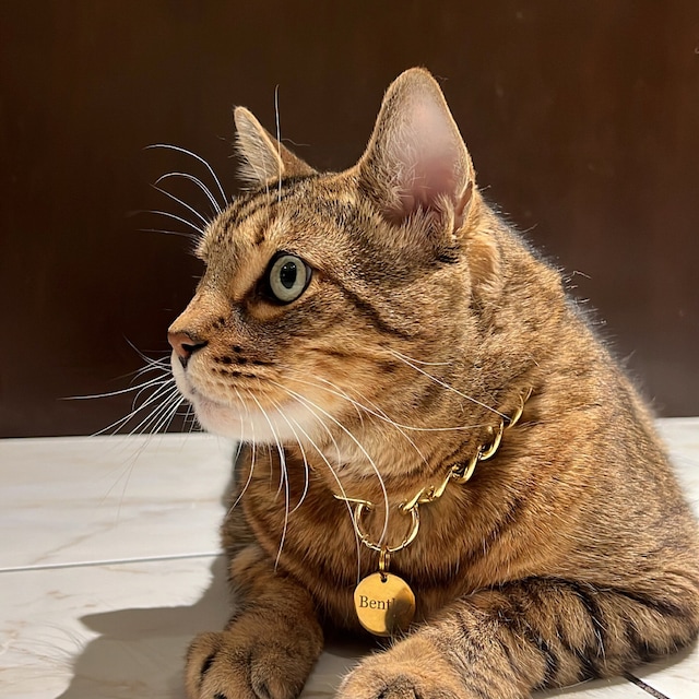 Cuban link top cat collar