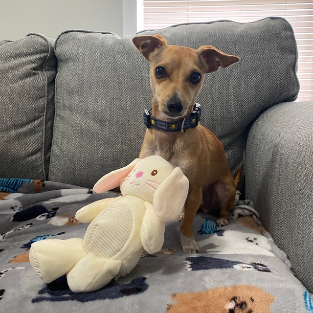 Critter's Collars Fun Fashion Collars by CrittersCollars on Etsy