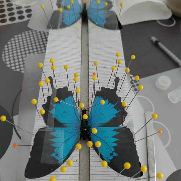 Pack of 2 Blue Swallowtail Butterflies Papilio Ulysses Closed Wings ...