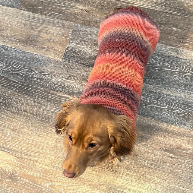 ダックスフンドセーター - 犬服 - 犬用衣類 - 犬用セーター - ダックス