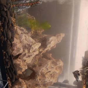 Noel hat ein Foto des gekauften Artikels hinzugefügt