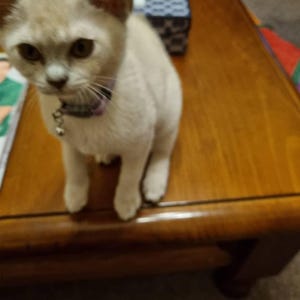 Penelope added a photo of their purchase