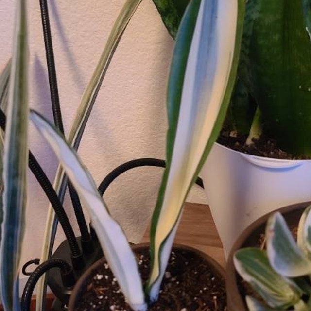Sansevieria Beauty Queen Variegated Rare Uniqe Snake Plant - Etsy
