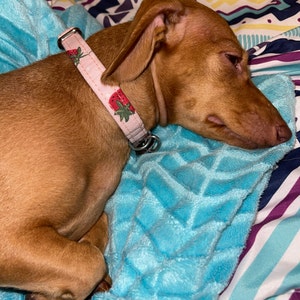 Lucky Love Dog collars girl Dog collar for Small Medium Large Dogs -  comfortable, Soft, cute - Murphy, Medium