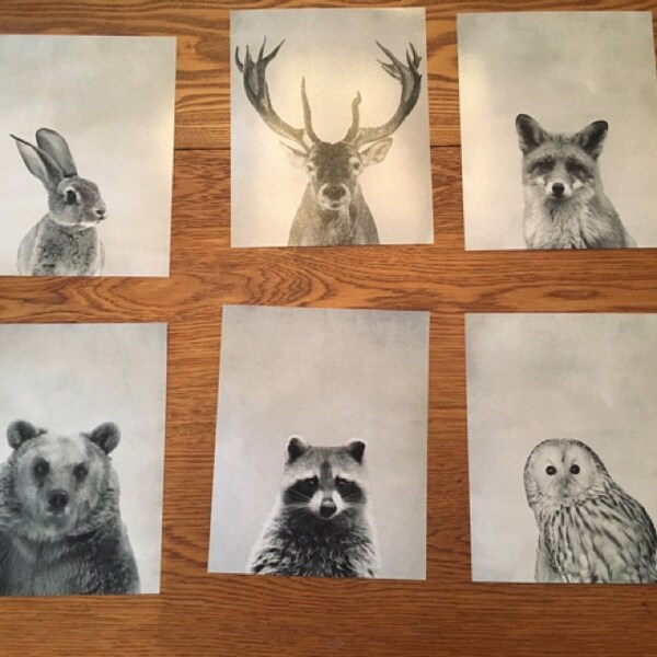 Six Animal Prints Boys Nursery Room Ideas Woodland Animals Nursery Art ...