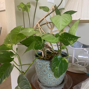 Trish added a photo of their purchase