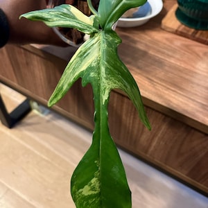 Mariana heeft een foto van de aankoop toegevoegd