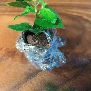 Nanny added a photo of their purchase