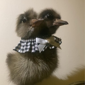 SACRED さんが購入した商品の写真を追加しました
