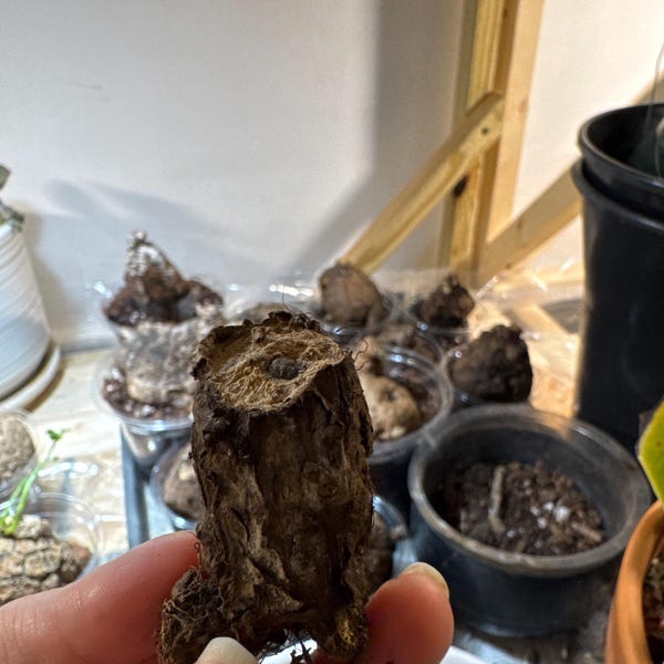 Buddha Belly Plant (Jatropha Podagrica) Bonsai - Fat Caudex Succulent, Easy Care Indoor/Outdoor