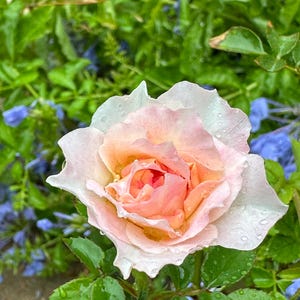 Neptune King Terrazza 海神王阳台 Balcony Rose. Perfect Potter