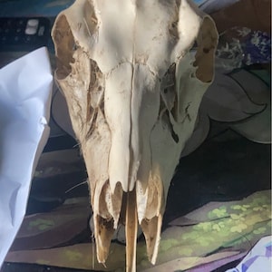 TekkStarr added a photo of their purchase