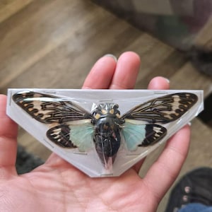 Tosena splendida Spread, Blue cicada , Real Cicada