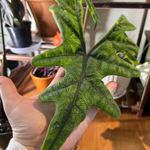 Susan ha añadido una foto de su compra