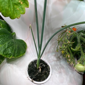 Kristy dodał(a) zdjęcie swoich zakupów