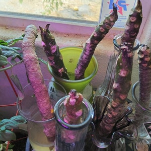 Ruth added a photo of their purchase