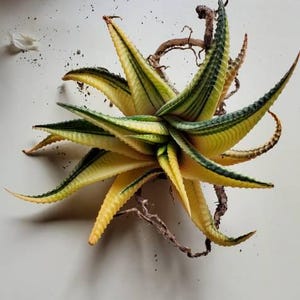 Haworthia Limifolia Variegated,succulent Plant,succulent Gifts - Etsy