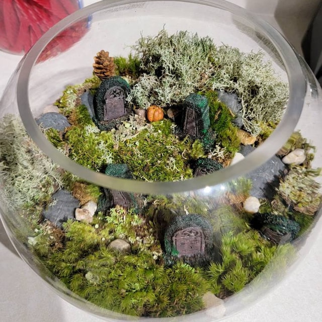  Tin Roof Treasure Live Terrarium Moss Assortment : Patio, Lawn  & Garden