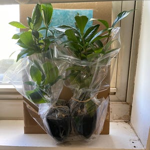 Gracie さんが購入した商品の写真を追加しました