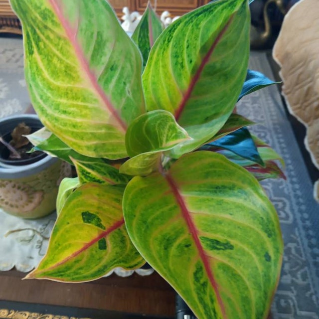 dracaena angolensis Dracaena angolensis Sansevieria cylindrica  The Boho Being, LLC