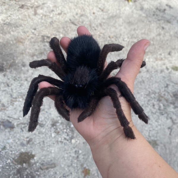 Spider Brooch Tarantula Realistic Halloween Jewelry Cosplay Clothing ...