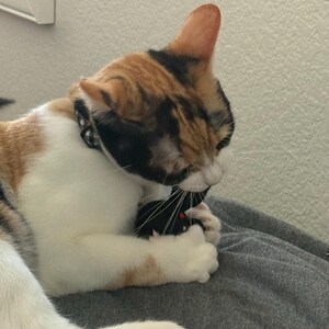 Susan さんが購入した商品の写真を追加しました