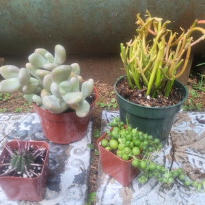 Steve added a photo of their purchase