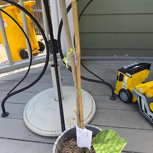 Grant added a photo of their purchase
