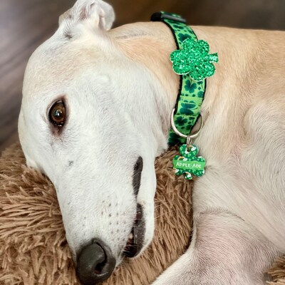 Dog Collar Background Color Add-on Adjustable Dog Collar Summer Dog