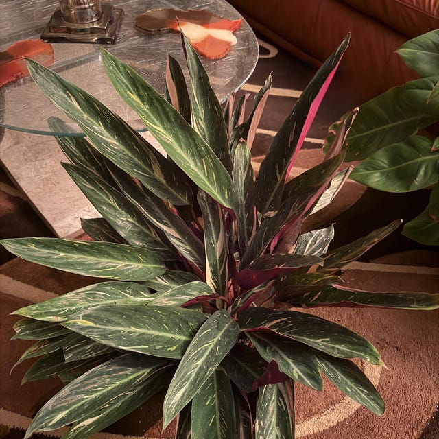 Calathea Stromanthe Sanguinea Magic Star - Etsy