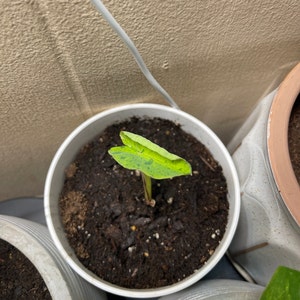 Teisha ha añadido una foto de su compra