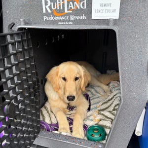 CORKIE added a photo of their purchase