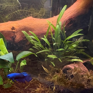 fisharenotreal heeft een foto van de aankoop toegevoegd