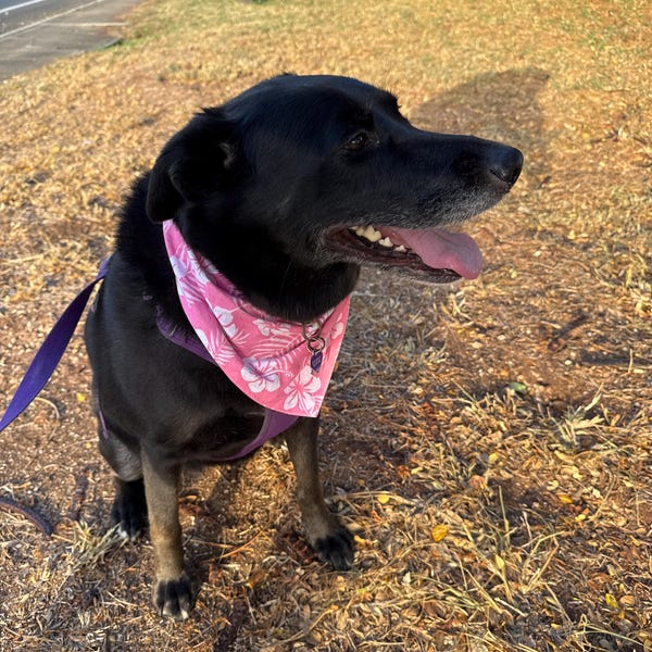 Berry Dog Bandana - Etsy
