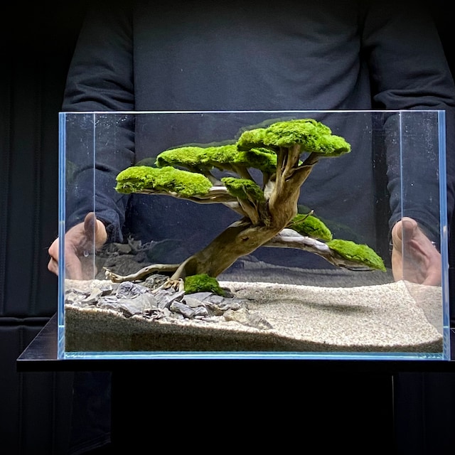 Bonsai tree with marimo moss : r/aquarium