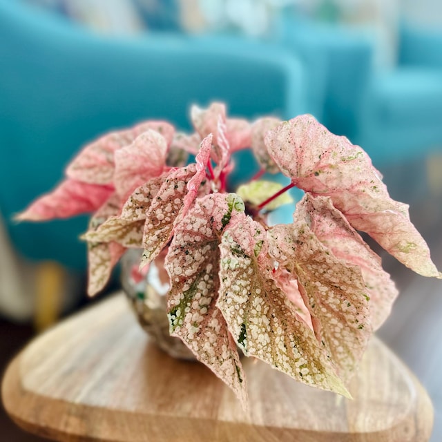 1 Begonia  Capped pink ベゴニア スノーキャップド Begonia Snow Capped pink ベゴニア スノーキャップド