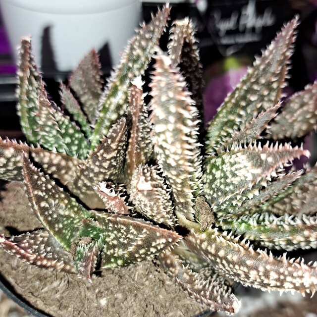 Aloe 'tarantula', Rare Aloe Plant, Rare Succulent, Rare Plant