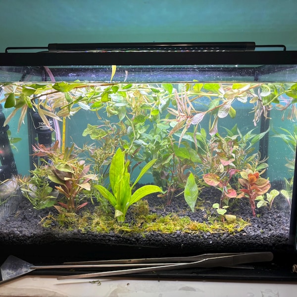 Chain Sword Narrow Leaf Plants Live Aquarium Plants Fresh Aquatic